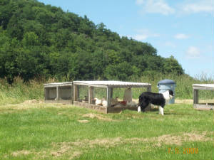 Kedra & chickens