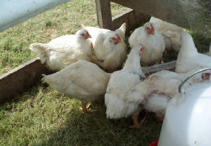 mgfbroilers.jpg